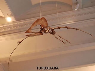 TUPUXUARA
 