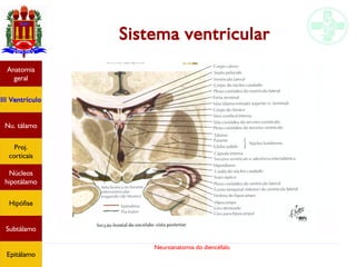 Neuroanatomia do diencéfalo
Anatomia
geral
III Ventrículo
Nu. tálamo
Proj.
corticais
Núcleos
hipotálamo
Hipófise
Subtálamo
Epitálamo
Sistema ventricular
 