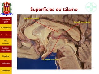 Neuroanatomia do diencéfalo
Anatomia
geral
III Ventrículo
Nu. tálamo
Proj.
corticais
Núcleos
hipotálamo
Hipófise
Subtálamo
Epitálamo
Superfícies do tálamo
Superfície superior
Superfície interior
Superfície medial
 
