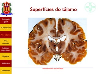 Neuroanatomia do diencéfalo
Superfícies do tálamo
S
l
ML
Anatomia
geral
III Ventrículo
Nu. tálamo
Proj.
corticais
Núcleos
hipotálamo
Hipófise
Subtálamo
Epitálamo
 
