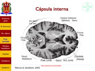 Neuroanatomia do diencéfalo
Cápsula interna
Anatomia
geral
III Ventrículo
Nu. tálamo
Proj.
corticais
Núcleos
hipotálamo
Hipófise
Subtálamo
Epitálamo Marcus & Jacobson, 2003
 