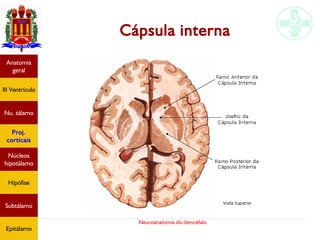 Neuroanatomia do diencéfalo
Cápsula interna
Anatomia
geral
III Ventrículo
Nu. tálamo
Proj.
corticais
Núcleos
hipotálamo
Hipófise
Subtálamo
Epitálamo
 