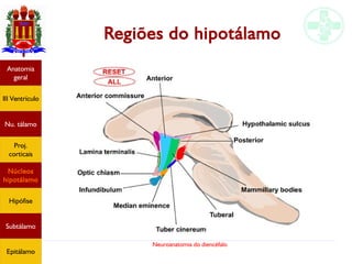 Neuroanatomia do diencéfalo
Regiões do hipotálamo
Anatomia
geral
III Ventrículo
Nu. tálamo
Proj.
corticais
Núcleos
hipotálamo
Hipófise
Subtálamo
Epitálamo
 