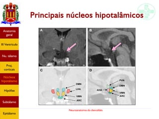 Neuroanatomia do diencéfalo
Principais núcleos hipotalâmicos
Anatomia
geral
III Ventrículo
Nu. tálamo
Proj.
corticais
Núcleos
hipotálamo
Hipófise
Subtálamo
Epitálamo
 