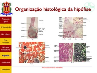 Neuroanatomia do diencéfalo
Organização histológica da hipófise
Anatomia
geral
III Ventrículo
Nu. tálamo
Proj.
corticais
Núcleos
hipotálamo
Hipófise
Subtálamo
Epitálamo
 
