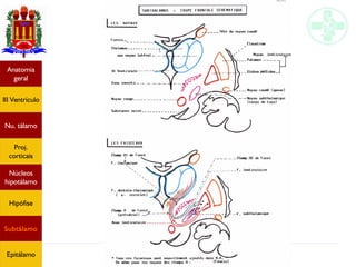Neuroanatomia do diencéfalo
Anatomia
geral
III Ventrículo
Nu. tálamo
Proj.
corticais
Núcleos
hipotálamo
Hipófise
Subtálamo
Epitálamo
 