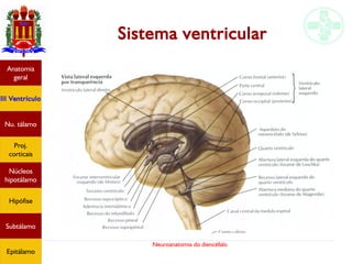 Neuroanatomia do diencéfalo
Anatomia
geral
III Ventrículo
Nu. tálamo
Proj.
corticais
Núcleos
hipotálamo
Hipófise
Subtálamo
Epitálamo
Sistema ventricular
 