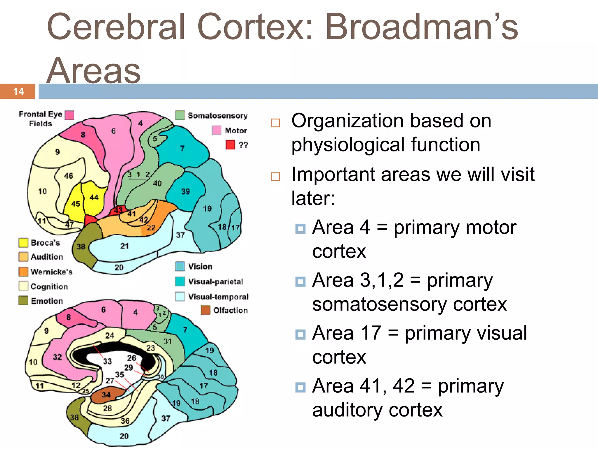 Broad Man Classification Organization of the nervous system | PPTX
