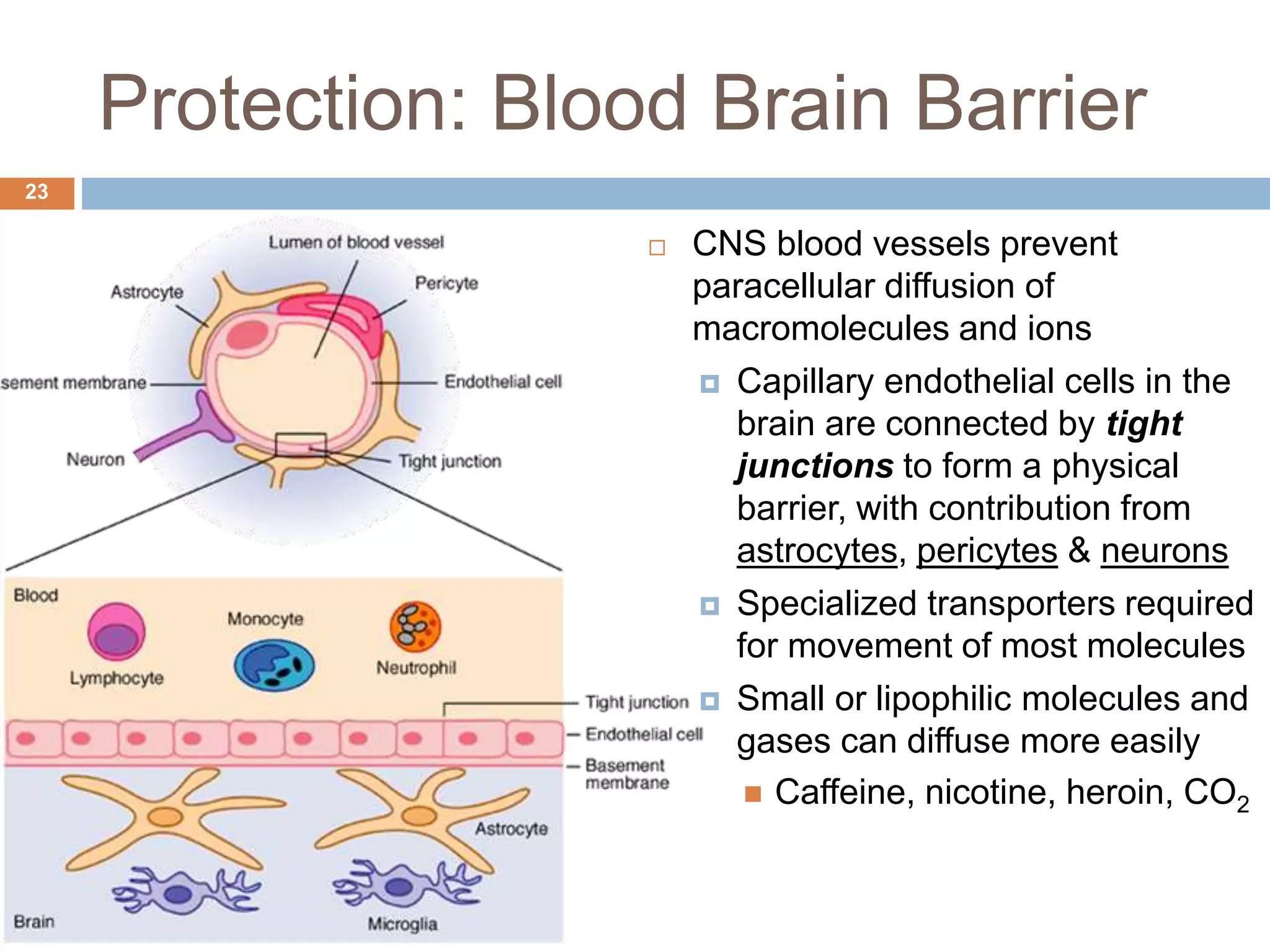 Organization of the nervous system | PPTX