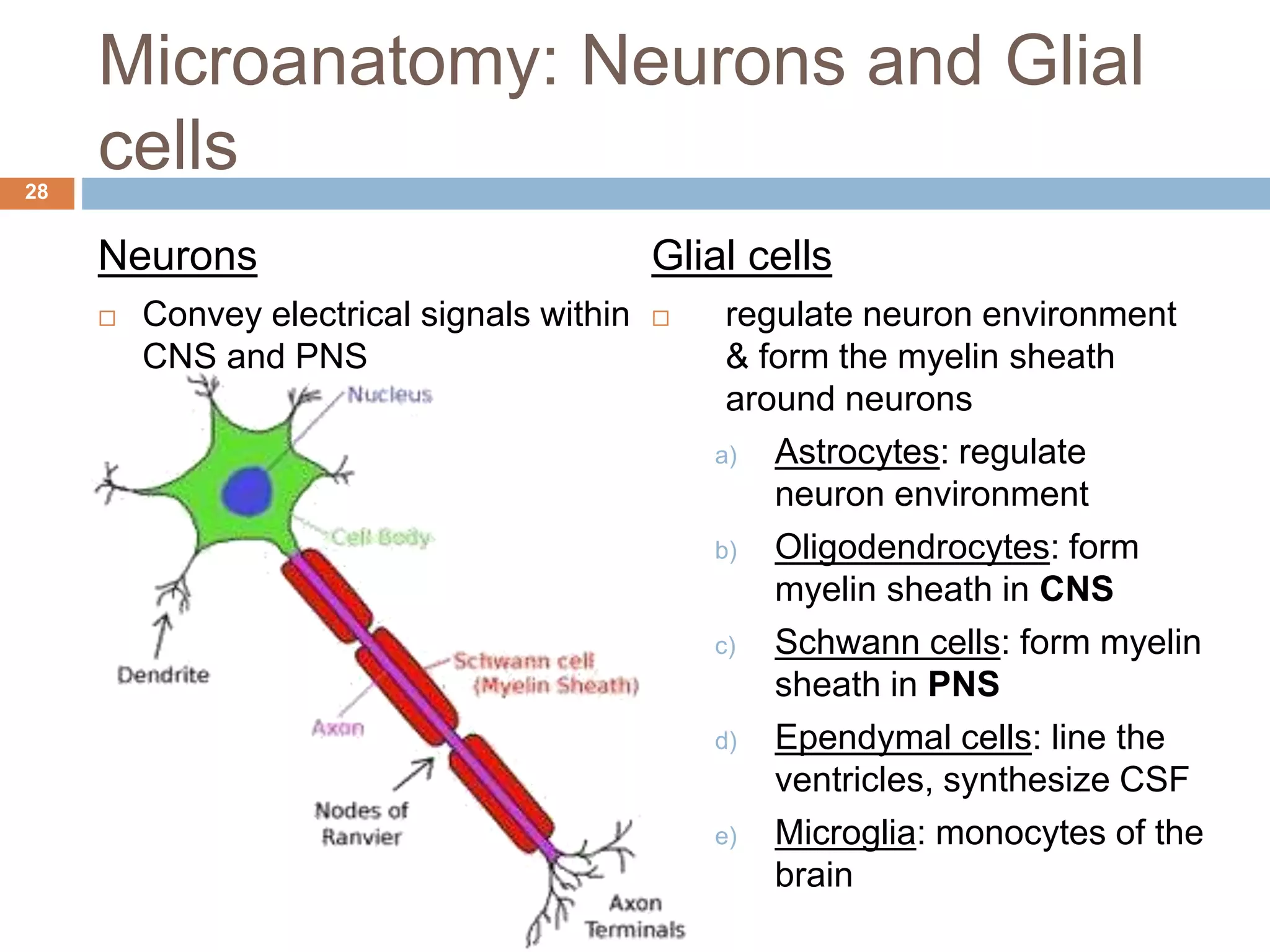 Organization of the nervous system | PPTX