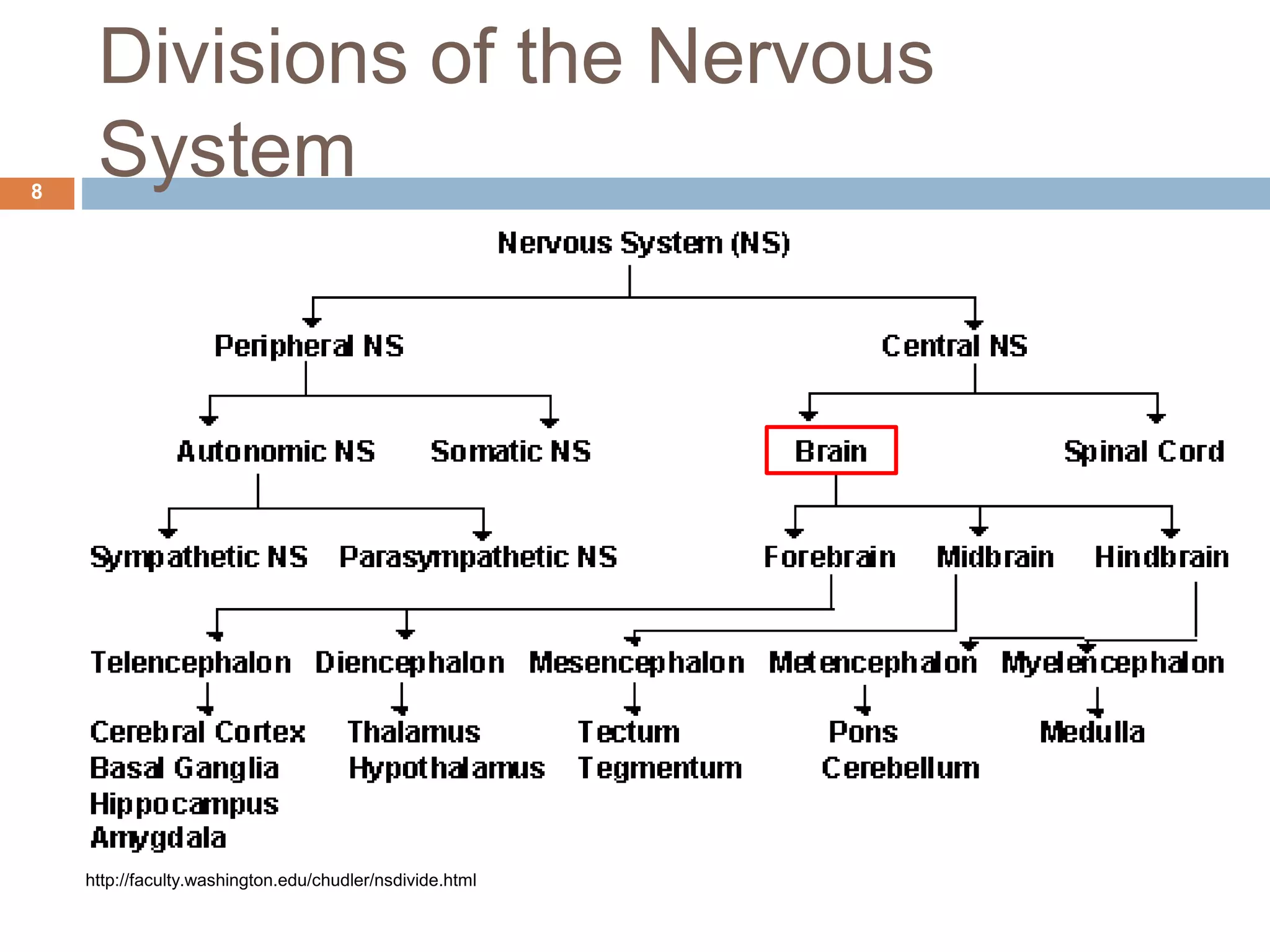 Organization of the nervous system | PPTX