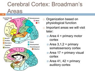 Organization of the nervous system | PPTX