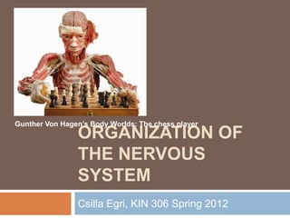 ORGANIZATION OF
THE NERVOUS
SYSTEM
Csilla Egri, KIN 306 Spring 2012
Gunther Von Hagen’s Body Worlds: The chess player
 