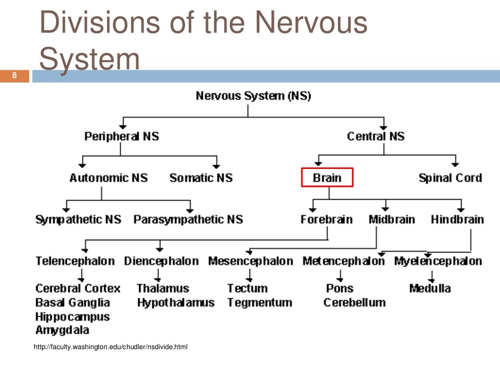 Organization of the nervous system