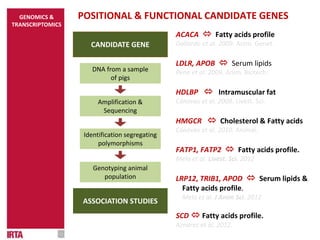 ACACA  Fatty acids profile
Gallardo et al. 2009. Anim. Genet.
LDLR, APOB  Serum lipids
Pena et al. 2009. Anim. Biotech.
HDLBP  Intramuscular fat
Cánovas et al. 2009. Livest. Sci.
HMGCR  Cholesterol & Fatty acids
Cánovas et al. 2010. Animal.
FATP1, FATP2  Fatty acids profile.
Melo et al. Livest. Sci. 2012
LRP12, TRIB1, APOD  Serum lipids &
Fatty acids profile.
Melo et al. J Anim Sci. 2012
SCD  Fatty acids profile.
Aznárez et al. 2012.
Amplification &
Sequencing
Identification segregating
polymorphisms
Genotyping animal
population
DNA from a sample
of pigs
ASSOCIATION STUDIES
CANDIDATE GENE
POSITIONAL & FUNCTIONAL CANDIDATE GENESGENOMICS &
TRANSCRIPTOMICS
 