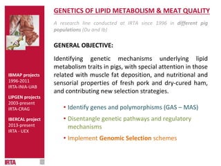 GENETICS OF LIPID METABOLISM & MEAT QUALITY
A research line conducted at IRTA since 1996 in different pig
populations (Du and Ib)
GENERAL OBJECTIVE:
Identifying genetic mechanisms underlying lipid
metabolism traits in pigs, with special attention in those
related with muscle fat deposition, and nutritional and
sensorial properties of fresh pork and dry-cured ham,
and contributing new selection strategies.
• Identify genes and polymorphisms (GAS – MAS)
• Disentangle genetic pathways and regulatory
mechanisms
• Implement Genomic Selection schemes
IBMAP projects
1996-2011
IRTA-INIA-UAB
LIPGEN projects
2003-present
IRTA-CRAG
IBERCAL project
2013-present
IRTA - UEX
 
