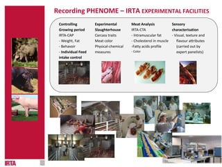 Recording PHENOME – IRTA EXPERIMENTAL FACILITIES
Controlling
Growing period
IRTA-CAP
- Weight, Fat
- Behavoir
- Individual Feed
intake control
Experimental
Slaughterhouse
Carcass traits
Meat color
Physical-chemical
measures
Meat Analysis
IRTA-CTA
- Intramuscular fat
- Cholesterol in muscle
-Fatty acids profile
- Color
Sensory
characterisation
- Visual, texture and
flavour attributes
(carried out by
expert panelists)
 
