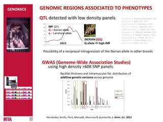 Varona et al. Genetical Research 2002
Ovilo et al. J. Anim. Sci. 2002
Perez-Enciso et al. Genetics. 2002
Clop et al. Mamm. Genome. 2003
Peréz-Enciso et al. J. Anim. Sci. 2005
Mercadé et al. Mamm. Genome 2005
Gallardo et al. Physiol. Genom. 2008
Quintanilla et al. J. Anim. Sci. 2011
Gallardo et al. Anim. Genet. 2011
Pena et al. J. Anim. Sci. 2013
GENOMIC REGIONS ASSOCIATED TO PHENOTYPES
QTL detected with low density panels
0
2
4
6
8
10
12
SSC6
IMF QTL
Q – Iberian allele
q – Landrace allele
IBERIAN (QQ)
Q allele  high IMF
GWAS (Genome-Wide Association Studies)
using high density >60K SNP panels
Possibility of a reciprocal introgression of the Iberian allele in other breeds
Hernández, Amills, Pena, Mercadé, Manunza & Quintanilla. J. Anim. Sci. 2013
Backfat thickness and Intramuscular fat: distribution of
additive genetic variance across genome
GENOMICS
 