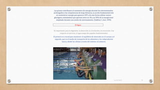 Las grasas contribuyen al suministro de energía durante los entrenamientos
prolongados y las competencias de larga distancia, su acción fundamental está
en suministrar energía para generar ATP y de esta forma utilizar menos
glucógeno,estimándose que aportan entre un 30 y un 50% de la energía total
empleada durante una sesión de entrenamiento. (Saldívar I. etal. 1999)
Es importante para la digestión, la absorción, la circulación y la excreción. Con
respecto al ejercicio, el agua juega dos papeles fundamentales:
El primero es crucial para mantener el equilibrio de minerales en el cuerpo yel
segundo, que es el medio de transporte de los alimentos y los subproductos
hacia y desde las células a través del sistema circulatorio.
El Agua:
16/03/2019 25
 