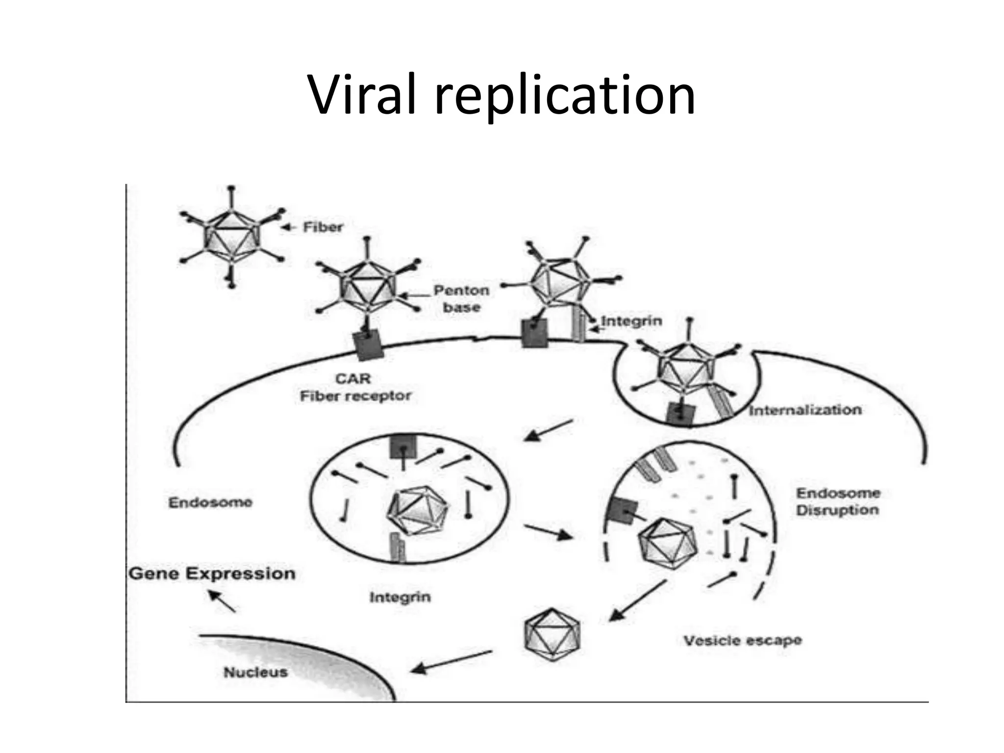 Viral replication
 