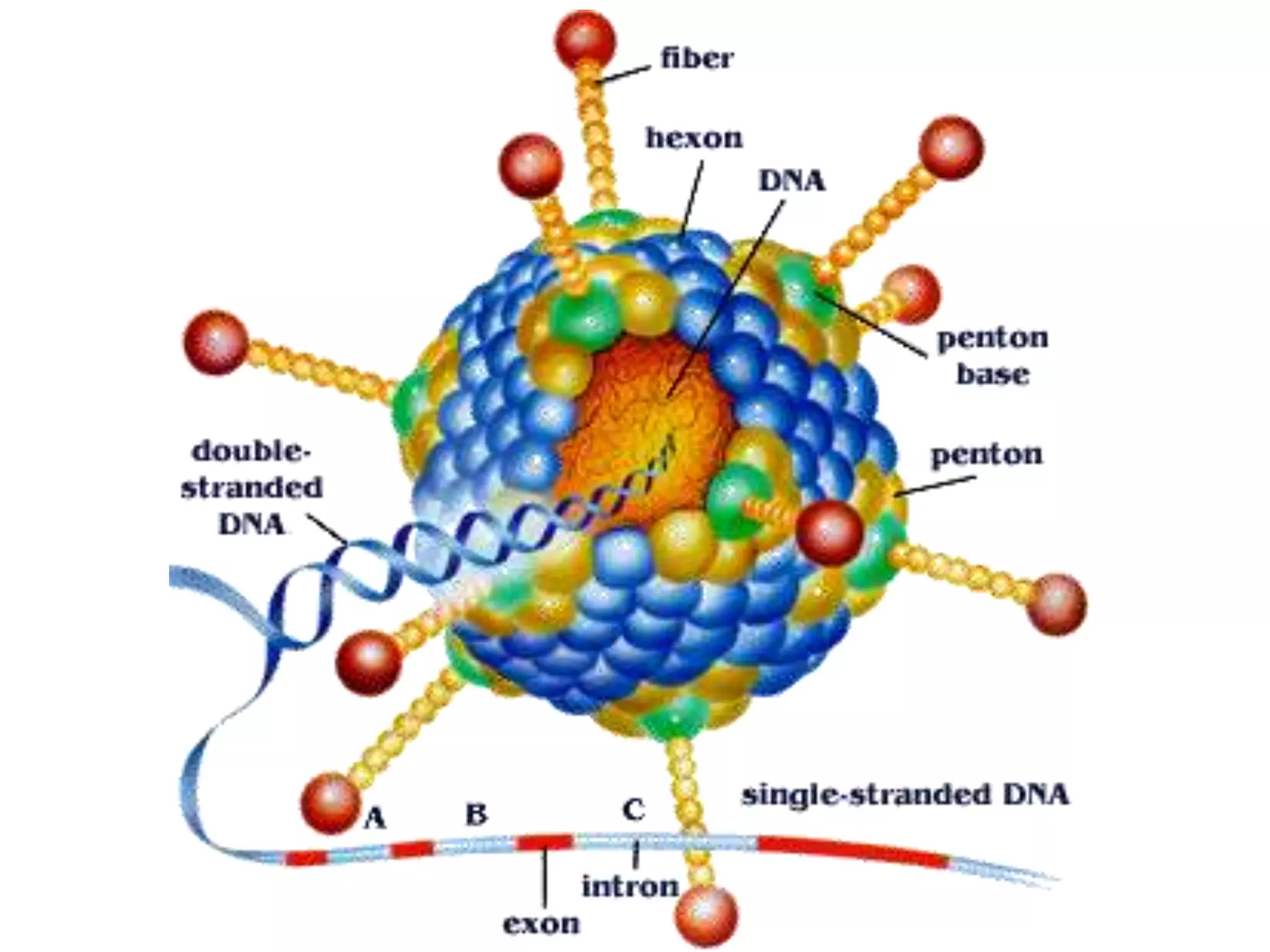 [Micro] adenoviruses