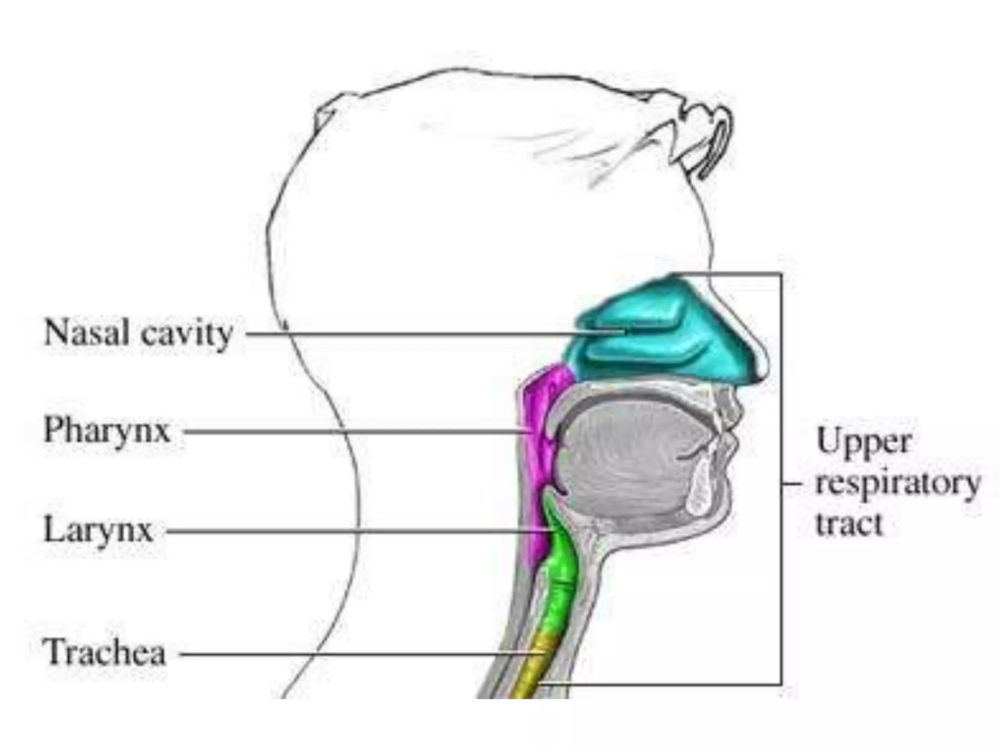 [Micro] adenoviruses