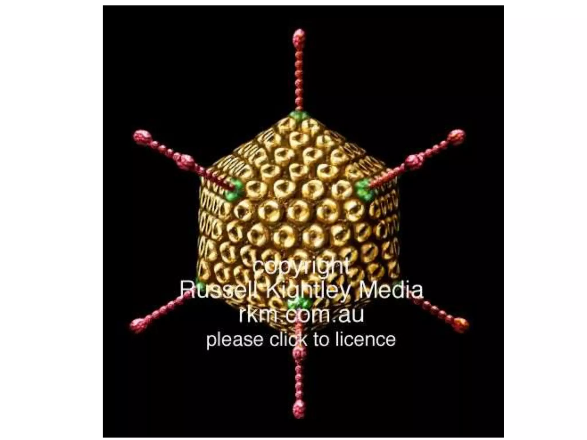 [Micro] adenoviruses