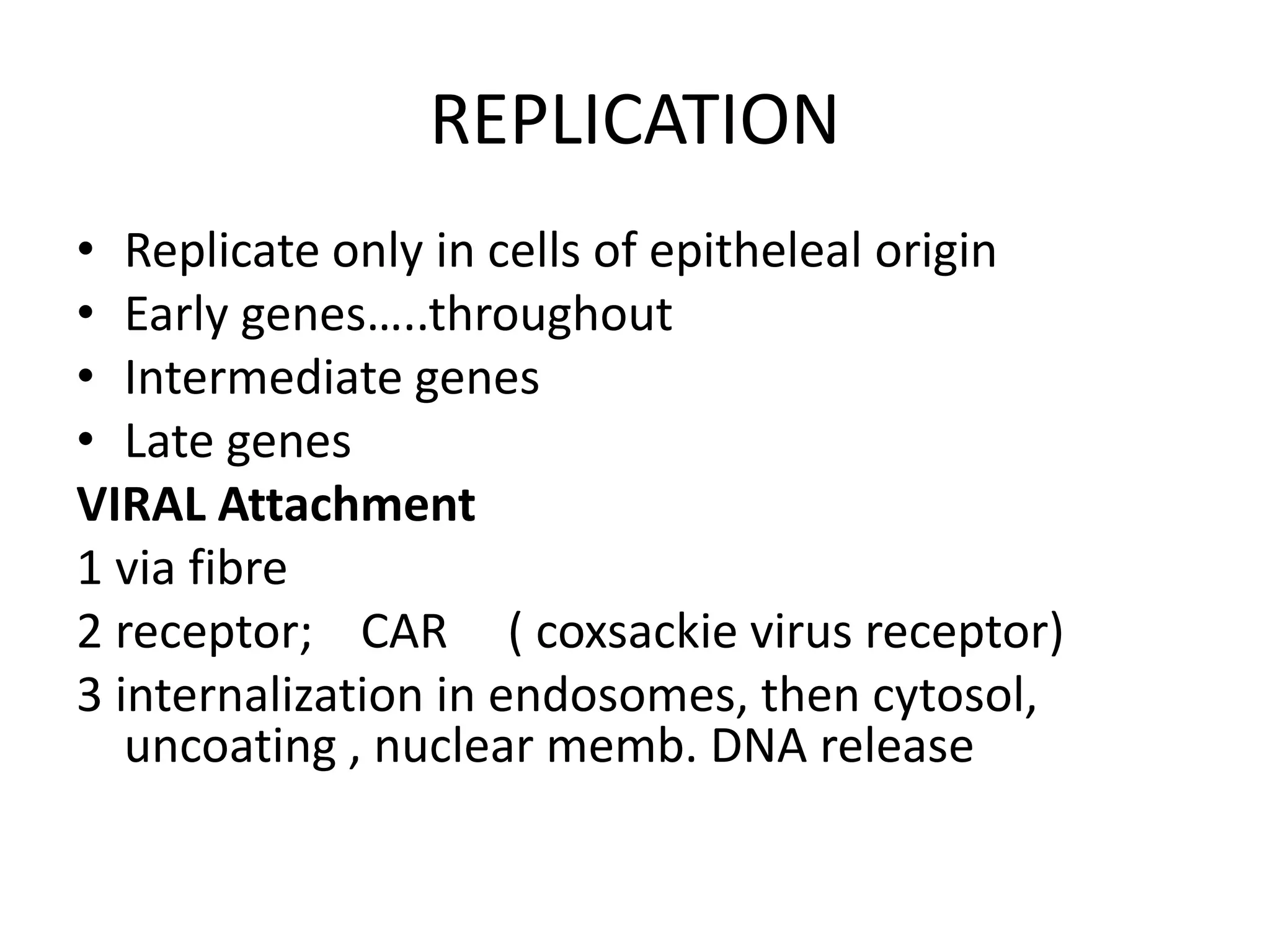 REPLICATION
• Replicate only in cells of epitheleal origin
• Early genes…..throughout
• Intermediate genes
• Late genes
VIRAL Attachment
1 via fibre
2 receptor; CAR ( coxsackie virus receptor)
3 internalization in endosomes, then cytosol,
uncoating , nuclear memb. DNA release
 