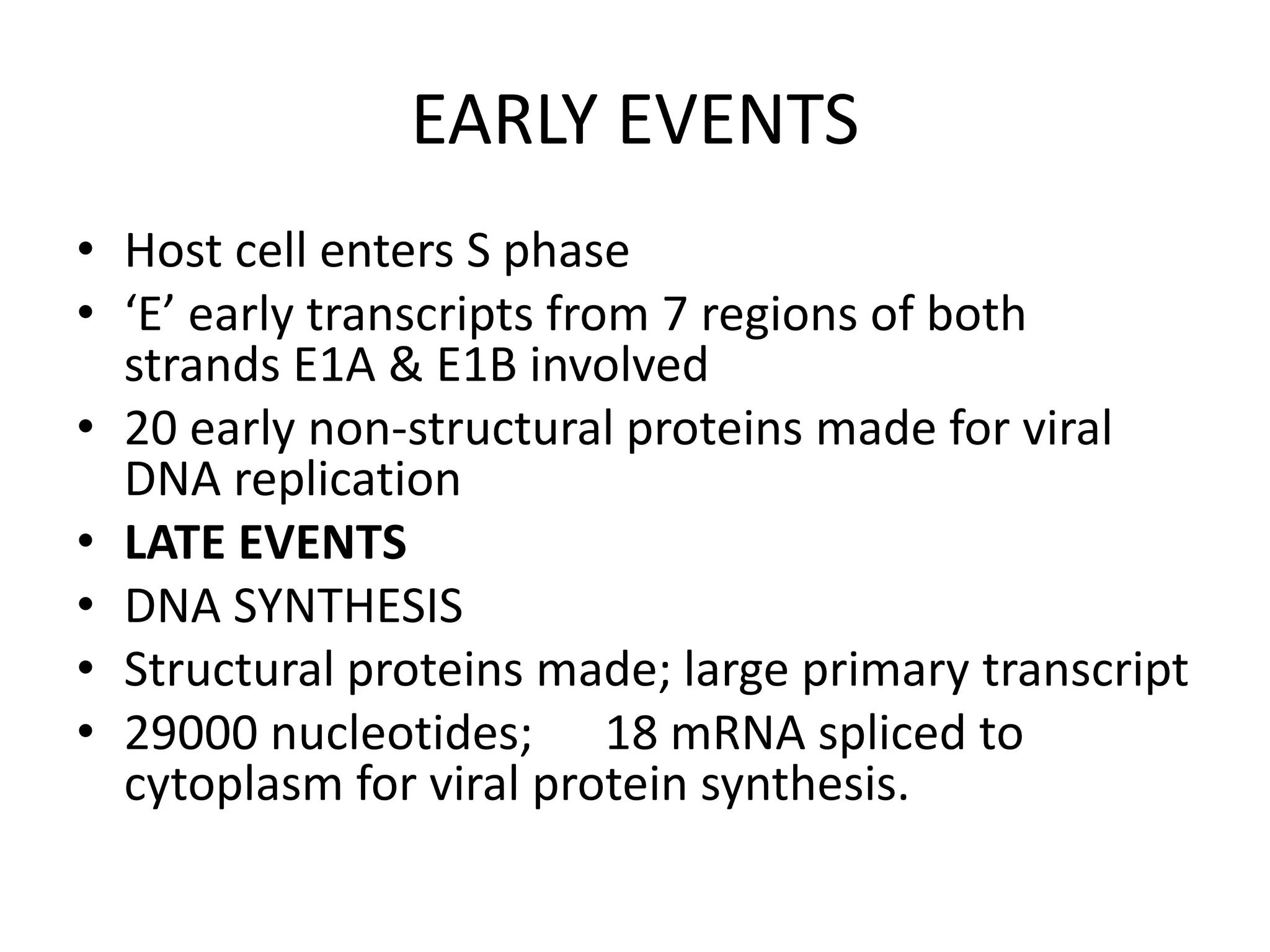 EARLY EVENTS
• Host cell enters S phase
• ‘E’ early transcripts from 7 regions of both
strands E1A & E1B involved
• 20 early non-structural proteins made for viral
DNA replication
• LATE EVENTS
• DNA SYNTHESIS
• Structural proteins made; large primary transcript
• 29000 nucleotides; 18 mRNA spliced to
cytoplasm for viral protein synthesis.
 