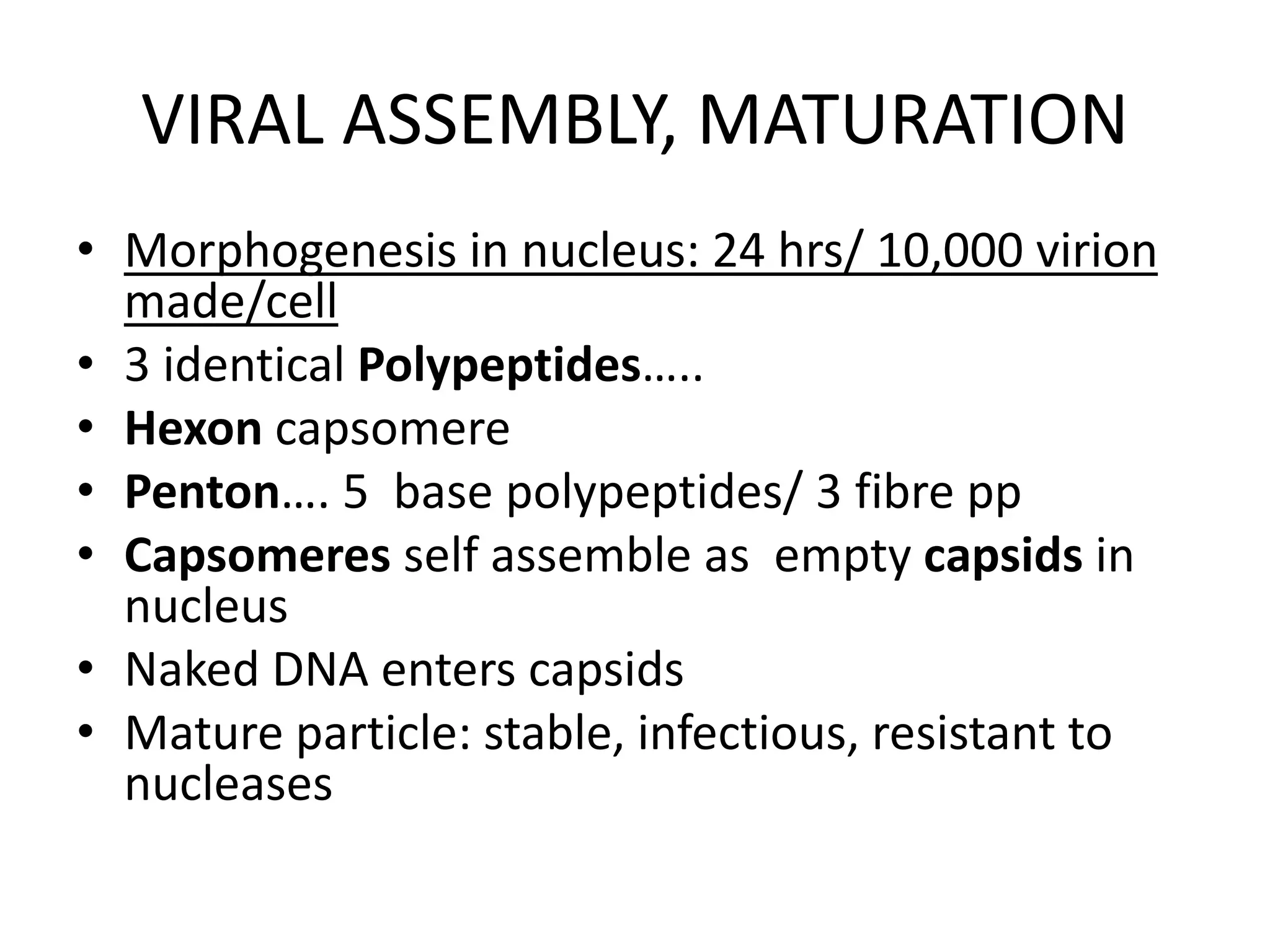 VIRAL ASSEMBLY, MATURATION
• Morphogenesis in nucleus: 24 hrs/ 10,000 virion
made/cell
• 3 identical Polypeptides…..
• Hexon capsomere
• Penton…. 5 base polypeptides/ 3 fibre pp
• Capsomeres self assemble as empty capsids in
nucleus
• Naked DNA enters capsids
• Mature particle: stable, infectious, resistant to
nucleases
 