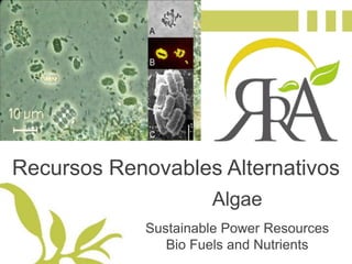Recursos Renovables Alternativos Algae Sustainable Power Resources Bio Fuels and Nutrients 