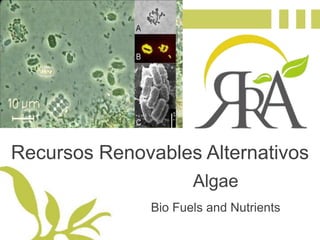 Recursos Renovables Alternativos Algae Bio Fuels and Nutrients 