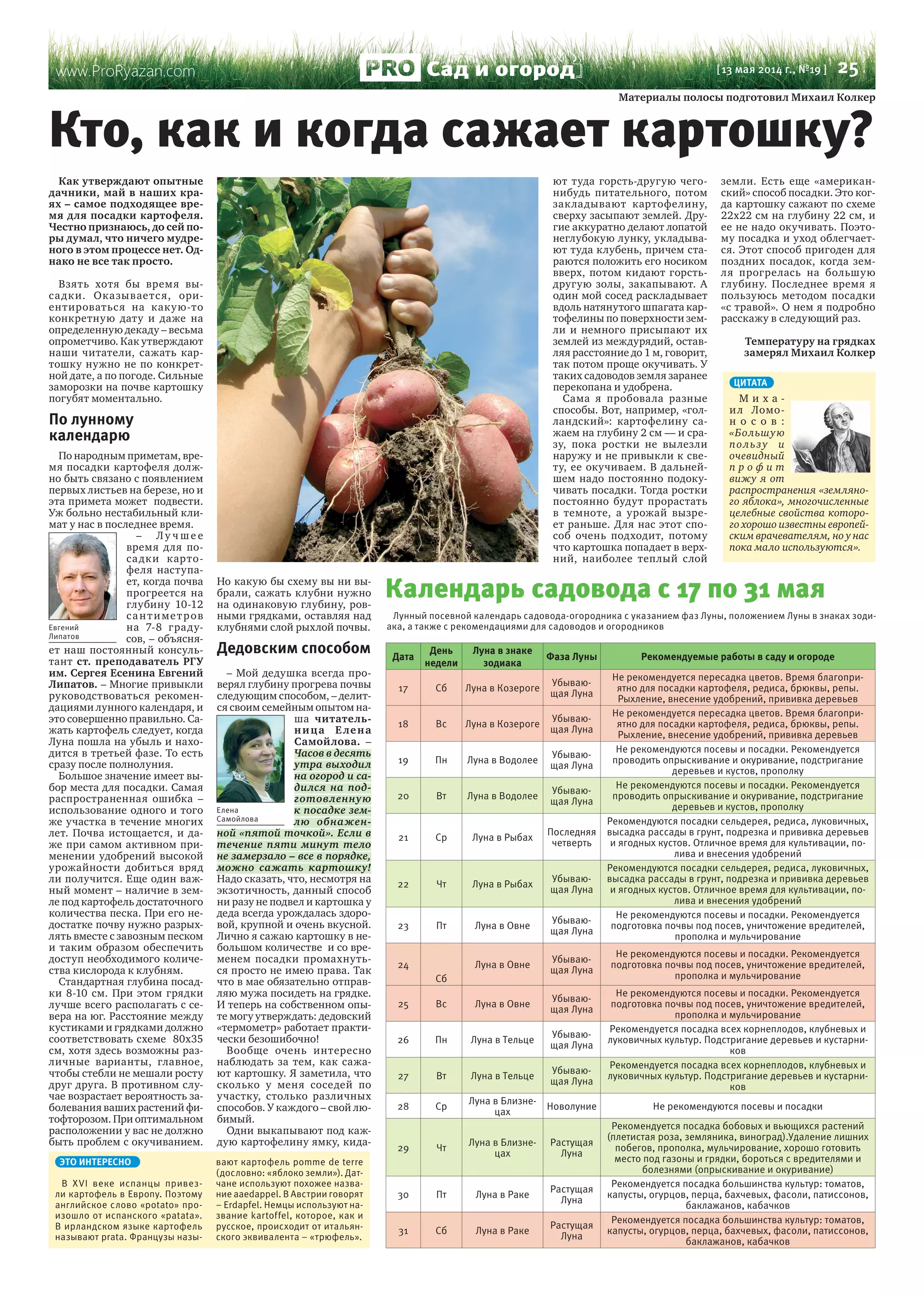 www.ProRyazan.com [ 13 мая 2014 г., №19 ]  25Сад и огород
Как утверждают опытные
дачники, май в наших кра-
ях – самое подходящее вре-
мя для посадки картофеля.
Честно признаюсь, до сей по-
ры думал, что ничего мудре-
ного в этом процессе нет. Од-
нако не все так просто.
Взять хотя бы время вы-
садки. Оказывается, ори-
ентироваться на какую-то
конкретную дату и даже на
определенную декаду – весьма
опрометчиво. Как утверждают
наши читатели, сажать кар-
тошку нужно не по конкрет-
ной дате, а по погоде. Сильные
заморозки на почве картошку
погубят моментально.
По лунному
календарю
По народным приметам, вре-
мя посадки картофеля долж-
но быть связано с появлением
первых листьев на березе, но и
эта примета может подвести.
Уж больно нестабильный кли-
мат у нас в последнее время.
– Л у ч ш е е
время для по-
садки карто-
феля наступа-
ет, когда почва
прогреется на
глубину 10-12
сантиметров
на 7-8 граду-
сов, – объясня-
ет наш постоянный консуль-
тант ст. преподаватель РГУ
им. Сергея Есенина Евгений
Липатов. – Многие привыкли
руководствоваться рекомен-
дациями лунного календаря, и
это совершенно правильно. Са-
жать картофель следует, когда
Луна пошла на убыль и нахо-
дится в третьей фазе. То есть
сразу после полнолуния.
Большое значение имеет вы-
бор места для посадки. Самая
распространенная ошибка –
использование одного и того
же участка в течение многих
лет. Почва истощается, и да-
же при самом активном при-
менении удобрений высокой
урожайности добиться вряд
ли получится. Еще один важ-
ный момент – наличие в зем-
ле под картофель достаточного
количества песка. При его не-
достатке почву нужно разрых-
лять вместе с завозным песком
и таким образом обеспечить
доступ необходимого количе-
ства кислорода к клубням.
Стандартная глубина посад-
ки 8-10 см. При этом грядки
лучше всего располагать с се-
вера на юг. Расстояние между
кустиками и грядками должно
соответствовать схеме 80х35
см, хотя здесь возможны раз-
личные варианты, главное,
чтобы стебли не мешали росту
друг друга. В противном слу-
чае возрастает вероятность за-
болевания ваших растений фи-
тофторозом. При оптимальном
расположении у вас не должно
быть проблем с окучиванием.
Но какую бы схему вы ни вы-
брали, сажать клубни нужно
на одинаковую глубину, ров-
ными грядками, оставляя над
клубнями слой рыхлой почвы.
Дедовским способом
– Мой дедушка всегда про-
верял глубину прогрева почвы
следующим способом, – делит-
ся своим семейным опытом на-
ша читатель-
ница Елена
Самойлова. –
Часов в десять
утра выходил
на огород и са-
дился на под-
готовленную
к посадке зем-
лю обнажен-
ной «пятой точкой». Если в
течение пяти минут тело
не замерзало – все в порядке,
можно сажать картошку!
Надо сказать, что, несмотря на
экзотичность, данный способ
ни разу не подвел и картошка у
деда всегда урождалась здоро-
вой, крупной и очень вкусной.
Лично я сажаю картошку в не-
большом количестве и со вре-
менем посадки промахнуть-
ся просто не имею права. Так
что в мае обязательно отправ-
ляю мужа посидеть на грядке.
И теперь на собственном опы-
те могу утверждать: дедовский
«термометр» работает практи-
чески безошибочно!
Вообще очень интересно
наблюдать за тем, как сажа-
ют картошку. Я заметила, что
сколько у меня соседей по
участку, столько различных
способов. У каждого – свой лю-
бимый.
Одни выкапывают под каж-
дую картофелину ямку, кида-
ют туда горсть-другую чего-
нибудь питательного, потом
закладывают картофелину,
сверху засыпают землей. Дру-
гие аккуратно делают лопатой
неглубокую лунку, укладыва-
ют туда клубень, причем ста-
раются положить его носиком
вверх, потом кидают горсть-
другую золы, закапывают. А
один мой сосед раскладывает
вдоль натянутого шпагата кар-
тофелины по поверхности зем-
ли и немного присыпают их
землей из междурядий, остав-
ляя расстояние до 1 м, говорит,
так потом проще окучивать. У
таких садоводов земля заранее
перекопана и удобрена.
Сама я пробовала разные
способы. Вот, например, «гол-
ландский»: картофелину са-
жаем на глубину 2 см — и сра-
зу, пока ростки не вылезли
наружу и не привыкли к све-
ту, ее окучиваем. В дальней-
шем надо постоянно подоку-
чивать посадки. Тогда ростки
постоянно будут прорастать
в темноте, а урожай вызре-
ет раньше. Для нас этот спо-
соб очень подходит, потому
что картошка попадает в верх-
ний, наиболее теплый слой
земли. Есть еще «американ-
ский» способ посадки. Это ког-
да картошку сажают по схеме
22х22 см на глубину 22 см, и
ее не надо окучивать. Поэто-
му посадка и уход облегчает-
ся. Этот способ пригоден для
поздних посадок, когда зем-
ля прогрелась на большую
глубину. Последнее время я
пользуюсь методом посадки
«с травой». О нем я подробно
расскажу в следующий раз.
Температуру на грядках
замерял Михаил Колкер
Кто, как и когда сажает картошку?
Евгений
Липатов
Елена
Самойлова
Календарь садовода c 17 по 31 мая
Лунный посевной календарь садовода-огородника с указанием фаз Луны, положением Луны в знаках зоди-
ака, а также с рекомендациями для садоводов и огородников
Дата
День
недели
Луна в знаке
зодиака
Фаза Луны Рекомендуемые работы в саду и огороде
17 Сб Луна в Козероге
Убываю-
щая Луна
Не рекомендуется пересадка цветов. Время благопри-
ятно для посадки картофеля, редиса, брюквы, репы.
Рыхление, внесение удобрений, прививка деревьев
18 Вс Луна в Козероге
Убываю-
щая Луна
Не рекомендуется пересадка цветов. Время благопри-
ятно для посадки картофеля, редиса, брюквы, репы.
Рыхление, внесение удобрений, прививка деревьев
19 Пн Луна в Водолее
Убываю-
щая Луна
Не рекомендуются посевы и посадки. Рекомендуется
проводить опрыскивание и окуривание, подстригание
деревьев и кустов, прополку
20 Вт Луна в Водолее
Убываю-
щая Луна
Не рекомендуются посевы и посадки. Рекомендуется
проводить опрыскивание и окуривание, подстригание
деревьев и кустов, прополку
21 Ср Луна в Рыбах
Последняя
четверть
Рекомендуются посадки сельдерея, редиса, луковичных,
высадка рассады в грунт, подрезка и прививка деревьев
и ягодных кустов. Отличное время для культивации, по-
лива и внесения удобрений
22 Чт Луна в Рыбах
Убываю-
щая Луна
Рекомендуются посадки сельдерея, редиса, луковичных,
высадка рассады в грунт, подрезка и прививка деревьев
и ягодных кустов. Отличное время для культивации, по-
лива и внесения удобрений
23 Пт Луна в Овне
Убываю-
щая Луна
Не рекомендуются посевы и посадки. Рекомендуется
подготовка почвы под посев, уничтожение вредителей,
прополка и мульчирование
24
 
Сб
Луна в Овне
Убываю-
щая Луна
Не рекомендуются посевы и посадки. Рекомендуется
подготовка почвы под посев, уничтожение вредителей,
прополка и мульчирование
25 Вс Луна в Овне
Убываю-
щая Луна
Не рекомендуются посевы и посадки. Рекомендуется
подготовка почвы под посев, уничтожение вредителей,
прополка и мульчирование
26 Пн Луна в Тельце
Убываю-
щая Луна
Рекомендуется посадка всех корнеплодов, клубневых и
луковичных культур. Подстригание деревьев и кустарни-
ков
27 Вт Луна в Тельце
Убываю-
щая Луна
Рекомендуется посадка всех корнеплодов, клубневых и
луковичных культур. Подстригание деревьев и кустарни-
ков
28 Ср
Луна в Близне-
цах
Новолуние Не рекомендуются посевы и посадки
29 Чт
Луна в Близне-
цах
Растущая
Луна
Рекомендуется посадка бобовых и вьющихся растений
(плетистая роза, земляника, виноград).Удаление лишних
побегов, прополка, мульчирование, хорошо готовить
место под газоны и грядки, бороться с вредителями и
болезнями (опрыскивание и окуривание)
30 Пт Луна в Раке
Растущая
Луна
Рекомендуется посадка большинства культур: томатов,
капусты, огурцов, перца, бахчевых, фасоли, патиссонов,
баклажанов, кабачков
31 Сб Луна в Раке
Растущая
Луна
Рекомендуется посадка большинства культур: томатов,
капусты, огурцов, перца, бахчевых, фасоли, патиссонов,
баклажанов, кабачков
ЭТО ИНТЕРЕСНО
В XVI веке испанцы привез-
ли картофель в Европу. Поэтому
английское слово «potato» про-
изошло от испанского «patata».
В ирландском языке картофель
называют prata. Французы назы-
вают картофель pomme de terre
(дословно: «яблоко земли»). Дат-
чане используют похожее назва-
ние aaedappel. В Австрии говорят
– Erdapfel. Немцы используют на-
звание kartoffel, которое, как и
русское, происходит от итальян-
ского эквивалента – «трюфель».
ЦИТАТА
М и х а -
ил Ломо-
н о с о в :
«Большую
пользу и
очевидный
п р о ф и т
вижу я от
распространения «земляно-
го яблока», многочисленные
целебные свойства которо-
го хорошо известны европей-
ским врачевателям, но у нас
пока мало используются».
 