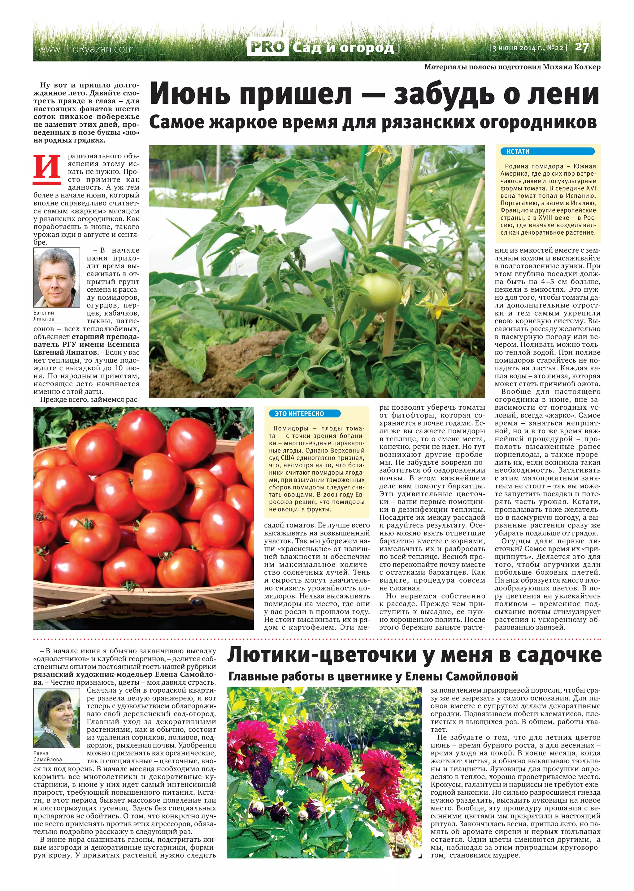 www.ProRyazan.com [ 3 июня 2014 г., №22 ]  27Сад и огород
Ну вот и  пришло долго-
жданное лето. Давайте смо-
треть правде в  глаза – для
настоящих фанатов шести
соток никакое побережье
не заменит этих дней, про-
веденных в позе буквы «зю»
на родных грядках.
И 
рационального объ-
яснения этому ис-
кать не нужно. Про-
сто примите как
данность. А уж тем
более в начале июня, который
вполне справедливо считает-
ся самым «жарким» месяцем
у рязанских огородников. Как
поработаешь в  июне, такого
урожая жди в августе и сентя-
бре.
– В начале
июня прихо-
дит время вы-
саживать в от-
крытый грунт
семена и расса-
ду помидоров,
огурцов, пер-
цев, кабачков,
тыквы, патис-
сонов  – всех теплолюбивых,
объясняет старший препода-
ватель РГУ имени Есенина
Евгений Липатов. – Если у вас
нет теплицы, то лучше подо-
ждите с  высадкой до  10  ию-
ня. По  народным приметам,
настоящее лето начинается
именно с этой даты.
Прежде всего, займемся рас-
садой томатов. Ее лучше всего
высаживать на возвышенный
участок. Так мы убережем на-
ши «красненькие» от излиш-
ней влажности и обеспечим
им максимальное количе-
ство солнечных лучей. Тень
и сырость могут значитель-
но снизить урожайность по-
мидоров. Нельзя высаживать
помидоры на место, где они
у вас росли в прошлом году.
Не стоит высаживать их и ря-
дом с  картофелем. Эти ме-
ры позволят уберечь томаты
от  фитофторы, которая со-
храняется в почве годами. Ес-
ли же вы сажаете помидоры
в теплице, то о смене места,
конечно, речи не идет. Но тут
возникают другие пробле-
мы. Не забудьте вовремя по-
заботиться об оздоровлении
почвы. В  этом важнейшем
деле вам помогут бархатцы.
Эти удивительные цветоч-
ки – ваши первые помощни-
ки в дезинфекции теплицы.
Посадите их между рассадой  
и радуйтесь результату. Осе-
нью можно взять отцветшие
бархатцы вместе с корнями,
измельчить их и разбросать
по всей теплице. Весной про-
сто перекопайте почву вместе
с  остатками бархатцев. Как
видите, процедура совсем
не сложная.
Но вернемся собственно
к  рассаде. Прежде чем при-
ступить к  высадке, ее нуж-
но хорошенько полить. После
этого бережно выньте расте-
ния из емкостей вместе с зем-
ляным комом и высаживайте
в подготовленные лунки. При
этом глубина посадки долж-
на быть на  4–5  см больше,
нежели в емкостях. Это нуж-
но для того, чтобы томаты да-
ли дополнительные отрост-
ки и  тем самым укрепили
свою корневую систему. Вы-
саживать рассаду желательно
в пасмурную погоду или ве-
чером. Поливать можно толь-
ко теплой водой. При поливе
помидоров старайтесь не по-
падать на листья. Каждая ка-
пля воды – это линза, которая
может стать причиной ожога.
Вообще для настоящего
огородника в  июне, вне за-
висимости от  погодных ус-
ловий, всегда «жарко». Самое
время – заняться неприят-
ной, но и в то же время важ-
нейшей процедурой  – про-
полоть высаженные ранее
корнеплоды, а также проре-
дить их, если возникла такая
необходимость. Затягивать
с этим малоприятным заня-
тием не стоит – так вы може-
те запустить посадки и поте-
рять часть урожая. Кстати,
пропалывать тоже желатель-
но в пасмурную погоду, а вы-
рванные растения сразу  же
убирать подальше от грядок.
Огурцы дали первые ли-
сточки? Самое время их «при-
щипнуть». Делается это для
того, чтобы огурчики дали
побольше боковых плетей.
На них образуется много пло-
дообразующих цветов. В по-
ру цветения не увлекайтесь
поливом  – временное под-
сыхание почвы стимулирует
растения к ускоренному об-
разованию завязей.
Июнь пришел — забудь о лени
Евгений
Липатов
КСТАТИ
Родина помидора – Южная
Америка, где до сих пор встре-
чаются дикие и полукультурные
формы томата. В середине XVI
века томат попал в Испанию,
Португалию, а затем в Италию,
Францию и другие европейские
страны, а в XVIII веке – в Рос-
сию, где вначале возделывал-
ся как декоративное растение.
ЭТО ИНТЕРЕСНО
Помидоры  – плоды тома-
та  – с  точки зрения ботани-
ки – многогнёздные паракарп-
ные ягоды. Однако Верховный
суд США единогласно признал,
что, несмотря на то, что бота-
ники считают помидоры ягода-
ми, при взымании таможенных
сборов помидоры следует счи-
тать овощами. В 2001 году Ев-
росоюз решил, что помидоры
не овощи, а фрукты.
Самое жаркое время для рязанских огородников
– В начале июня я обычно заканчиваю высадку
«однолетников» и клубней георгинов, – делится соб-
ственным опытом постоянный гость нашей рубрики
рязанский художник-модельер Елена Самойло-
ва. – Честно признаюсь, цветы – моя давняя страсть.
Сначала у себя в городской кварти-
ре развела целую оранжерею, и вот
теперь с удовольствием облагоражи-
ваю свой деревенский сад-огород.
Главный уход за  декоративными
растениями, как и обычно, состоит
из удаления сорняков, поливов, под-
кормок, рыхления почвы. Удобрения
можно применять как органические,
так и специальные – цветочные, вно-
ся их под корень. В начале месяца необходимо под-
кормить все многолетники и  декоративные ку-
старники, в июне у них идет самый интенсивный
прирост, требующий повышенного питания. Кста-
ти, в этот период бывает массовое появление тли
и листогрызущих гусениц. Здесь без специальных
препаратов не обойтись. О том, что конкретно луч-
ше всего применять против этих агрессоров, обяза-
тельно подробно расскажу в следующий раз.
В июне пора скашивать газоны, подстригать жи-
вые изгороди и декоративные кустарники, форми-
руя крону. У  привитых растений нужно следить
за появлением прикорневой поросли, чтобы сра-
зу же ее вырезать у самого основания. Для пи-
онов вместе с супругом делаем декоративные
оградки. Подвязываем побеги клематисов, пле-
тистых и вьющихся роз. В общем, работы хва-
тает.
Не забудьте о  том, что для летних цветов
июнь – время бурного роста, а для весенних –
время ухода на покой. В конце месяца, когда
желтеют листья, я обычно выкапываю тюльпа-
ны и гиацинты. Луковицы для просушки опре-
деляю в теплое, хорошо проветриваемое место.
Крокусы, галантусы и нарциссы не требуют еже-
годной выкопки. Но сильно разросшиеся гнезда
нужно разделить, высадить луковицы на новое
место. Вообще, эту процедуру прощания с ве-
сенними цветами мы превратили в настоящий
ритуал. Закончилась весна, пришло лето, но па-
мять об аромате сирени и первых тюльпанах
остается. Одни цветы сменяются другими,  а
мы, наблюдая за этим природным круговоро-
том,  становимся мудрее.
Главные работы в цветнике у Елены Самойловой
Лютики-цветочки у меня в садочке
Елена
Самойлова
 