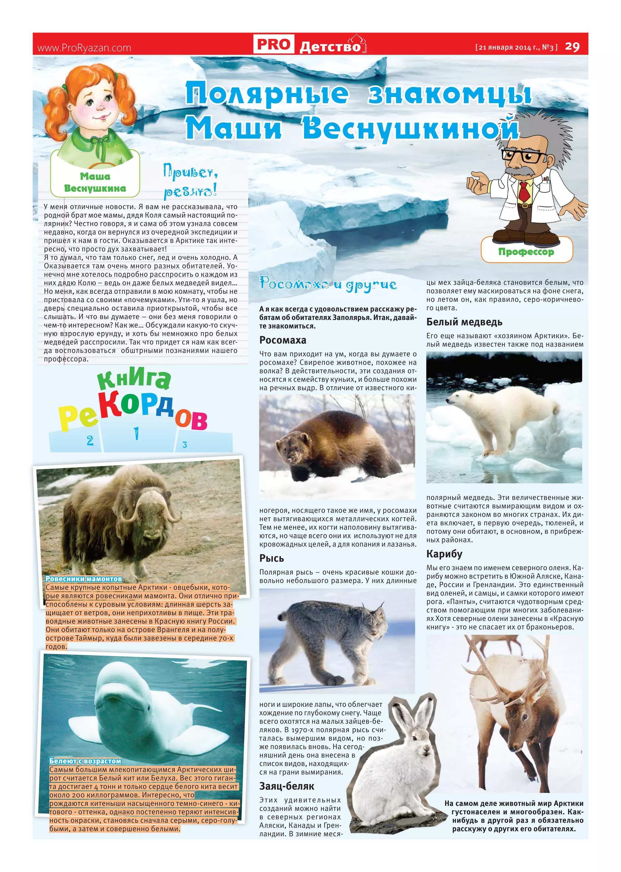 Детство

www.ProRyazan.com

[ 21 января 2014 г., №3 ]

29

Ìàøà
Âåñíóøêèíà
У меня отличные новости. Я вам не рассказывала, что
родной брат мое мамы, дядя Коля самый настоящий полярник? Честно говоря, я и сама об этом узнала совсем
недавно, когда он вернулся из очередной экспедиции и
пришел к нам в гости. Оказывается в Арктике так интересно, что просто дух захватывает!
Я то думал, что там только снег, лед и очень холодно. А
Оказывается там очень много разных обитателей. Уонечно мне хотелось подробно расспросить о каждом из
них дядю Колю – ведь он даже белых медведей видел…
Но меня, как всегда отправили в мою комнату, чтобы не
пристовала со своими «почемуками». Ути-то я ушла, но
дверь специально оставила приоткрыьтой, чтобы все
слышать. И что вы думаете – они без меня говорили о
чем-то интересном? Как же… Обсуждали какую-то скучную взрослую ерунду, и хоть бы немножко про белых
медведей расспросили. Так что придет ся нам как всегда воспользоваться обштрными познаниями нашего
профессора.

Ïðîôåññîð

А я как всегда с удовольствием расскажу ребятам об обитателях Заполярья. Итак, давайте знакомиться.

Росомаха
Что вам приходит на ум, когда вы думаете о
росомахе? Свирепое животное, похожее на
волка? В действительности, эти создания относятся к семейству куньих, и больше похожи
на речных выдр. В отличие от известного ки-

ногероя, носящего такое же имя, у росомахи
нет вытягивающихся металлических когтей.
Тем не менее, их когти наполовину вытягиваются, но чаще всего они их используют не для
кровожадных целей, а для копания и лазанья.

Рысь
Ровесники мамонтов
Самые крупные копытные Арктики - овцебыки, которые являются ровесниками мамонта. Они отлично приспособлены к суровым условиям: длинная шерсть защищает от ветров, они неприхотливы в пище. Эти травоядные животные занесены в Красную книгу России.
Они обитают только на острове Врангеля и на полуострове Таймыр, куда были завезены в середине 70-х
годов.

Белеют с возрастом
Самым большим млекопитающимся Арктических широт считается Белый кит или Белуха. Вес этого гиганта достигает 4 тонн и только сердце белого кита весит
около 200 киллограммов. Интересно, что
рождаются китеныши насыщенного темно-синего - китового - оттенка, однако постепенно теряют интенсивность окраски, становясь сначала серыми, серо-голубыми, а затем и совершенно белыми.

Полярная рысь – очень красивые кошки довольно небольшого размера. У них длинные

цы мех зайца-беляка становится белым, что
позволяет ему маскироваться на фоне снега,
но летом он, как правило, серо-коричневого цвета.

Белый медведь
Его еще называют «хозяином Арктики». Белый медведь известен также под названием

полярный медведь. Эти величественные животные считаются вымирающим видом и охраняются законом во многих странах. Их диета включает, в первую очередь, тюленей, и
потому они обитают, в основном, в прибрежных районах.

Карибу
Мы его знаем по именем северного оленя. Карибу можно встретить в Южной Аляске, Канаде, России и Гренландии. Это единственный
вид оленей, и самцы, и самки которого имеют
рога. «Панты», считаются чудотворным средством помогающим при многих заболеваниях Хотя северные олени занесены в «Красную
книгу» - это не спасает их от браконьеров.

ноги и широкие лапы, что облегчает
хождение по глубокому снегу. Чаще
всего охотятся на малых зайцев-беляков. В 1970-х полярная рысь считалась вымершим видом, но позже появилась вновь. На сегодняшний день она внесена в
список видов, находящихся на грани вымирания.

Заяц-беляк
Э т и х уд иви т е ль ны х
созданий можно найти
в северных регионах
Аляски, Канады и Гренландии. В зимние меся-

На самом деле животный мир Арктики
густонаселен и многообразен. Какнибудь в другой раз я обязательно
расскужу о других его обитателях.

 