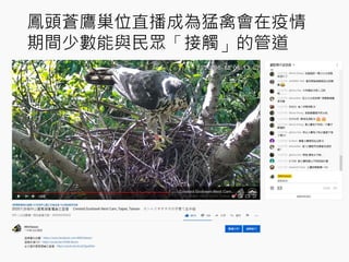 鳳頭蒼鷹巢位直播成為猛禽會在疫情
期間少數能與民眾「接觸」的管道
 
