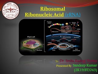 Ribosomal
Ribonucleic Acid (rRNA)
To: Dr. Smita Rastogi Verma
Presented By: Sandeep Kumar
(2K19/BT/043)
 