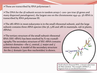 R rna | PPTX