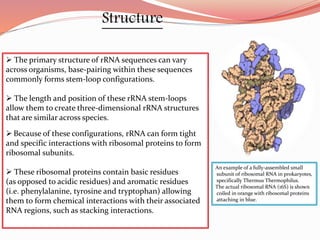 R rna | PPTX