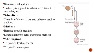 Secondary cell culture :
 When primary cell is sub cultured then it is
secondary cell
Sub culture :
Transfer of the cell them one culture vessel to
another.
Method :
Remove growth medium
Detatch adherent cells(enzymatic method)
Why required :
To provide fresh nutrients
To provide more space
 