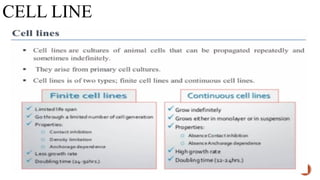 CELL LINE
 