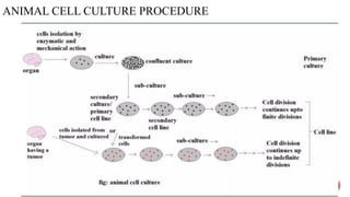 ANIMAL CELL CULTURE PROCEDURE
 