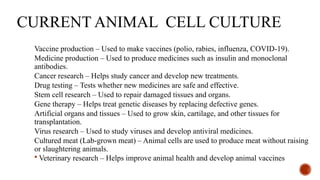 CURRENT ANIMAL CELL CULTURE
Vaccine production – Used to make vaccines (polio, rabies, influenza, COVID-19).
Medicine production – Used to produce medicines such as insulin and monoclonal
antibodies.
Cancer research – Helps study cancer and develop new treatments.
Drug testing – Tests whether new medicines are safe and effective.
Stem cell research – Used to repair damaged tissues and organs.
Gene therapy – Helps treat genetic diseases by replacing defective genes.
Artificial organs and tissues – Used to grow skin, cartilage, and other tissues for
transplantation.
Virus research – Used to study viruses and develop antiviral medicines.
Cultured meat (Lab-grown meat) – Animal cells are used to produce meat without raising
or slaughtering animals.
 Veterinary research – Helps improve animal health and develop animal vaccines.
 