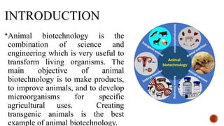 INTRODUCTION
Animal biotechnology is the
combination of science and
engineering which is very useful to
transform living organisms. The
main objective of animal
biotechnology is to make products,
to improve animals, and to develop
microorganisms for specific
agricultural uses. Creating
transgenic animals is the best
example of animal biotechnology.
 