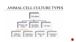 ANIMAL CELL CULTURE TYPES
 