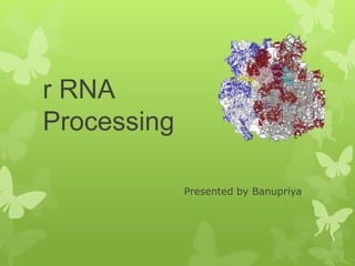 r RNA
Processing
Presented by Banupriya
 