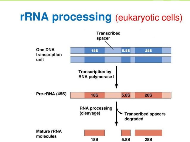 R rna processing | PPTX | Chemistry | Science
