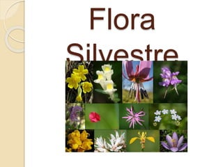 Flora
Silvestre
 