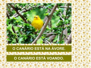 O CANÁRIO ESTÁ NA ÁVORE.
O CANÁRIO ESTÁ VOANDO.

 