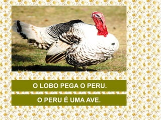 O LOBO PEGA O PERU.
O PERU É UMA AVE.

 